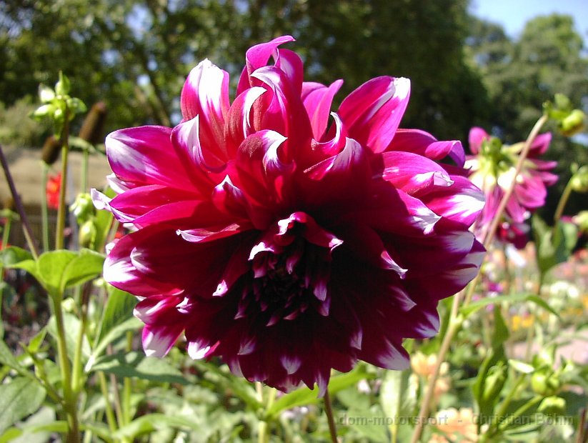2009 Flora 075
